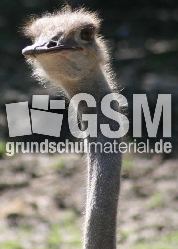 Strauß-1.jpg